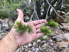 Pinus cembroides bicolor