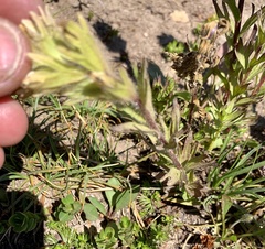 Castilleja parviflora