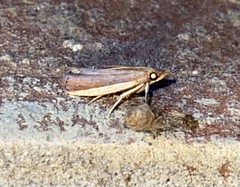 Peoria roseotinctella