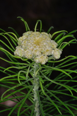 Cassinia leptocephala everettiae