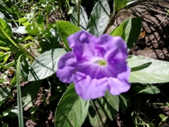 Ruellia