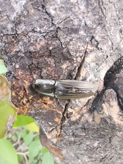 Chalcolepidius approximatus