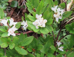 Rhododendron tschonoskii