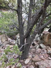Pinus cembroides bicolor