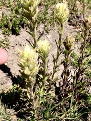 Castilleja parviflora