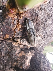 Chalcolepidius approximatus