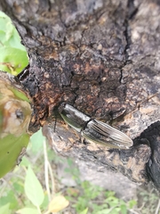 Chalcolepidius approximatus