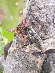 Chalcolepidius approximatus