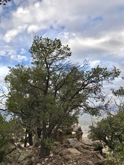 Pinus cembroides bicolor