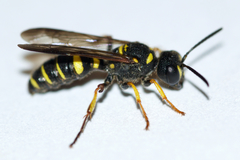 Cerceris atramontensis