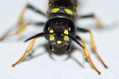 Cerceris atramontensis