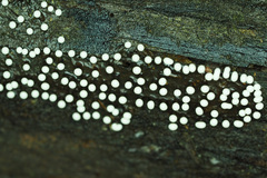 Elaeomyxa cerifera