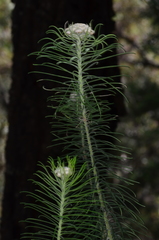 Cassinia leptocephala everettiae