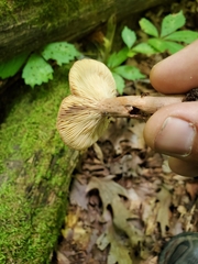 Lactarius mutabilis