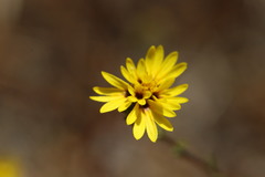 Lessingia pectinata pectinata