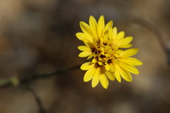 Lessingia pectinata pectinata