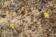 Lessingia pectinata pectinata