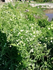 Parthenium bipinnatifidum