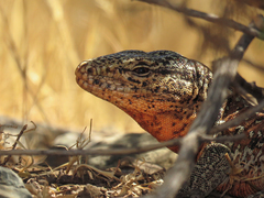 Callopistes maculatus