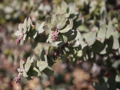 Arctostaphylos pajaroensis