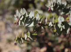 Arctostaphylos pajaroensis