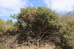 Arctostaphylos pajaroensis