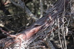 Arctostaphylos pajaroensis