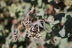 Arctostaphylos pajaroensis