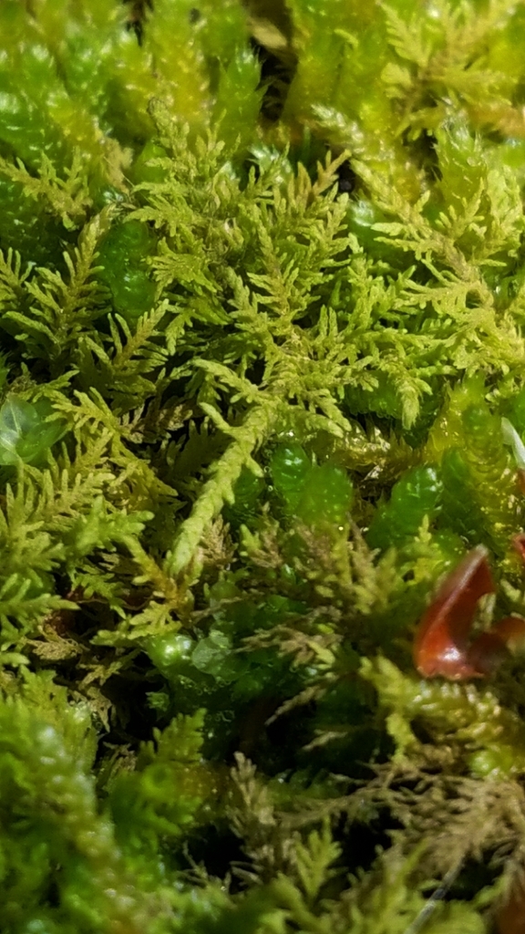 Thuidium allenii