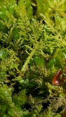 Thuidium allenii