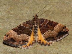 Chrysolarentia lucidulata