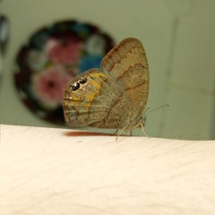 Cyllopsis pephredo