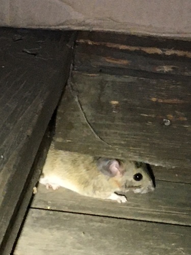 iNaturalist observation photo of Desert Woodrat