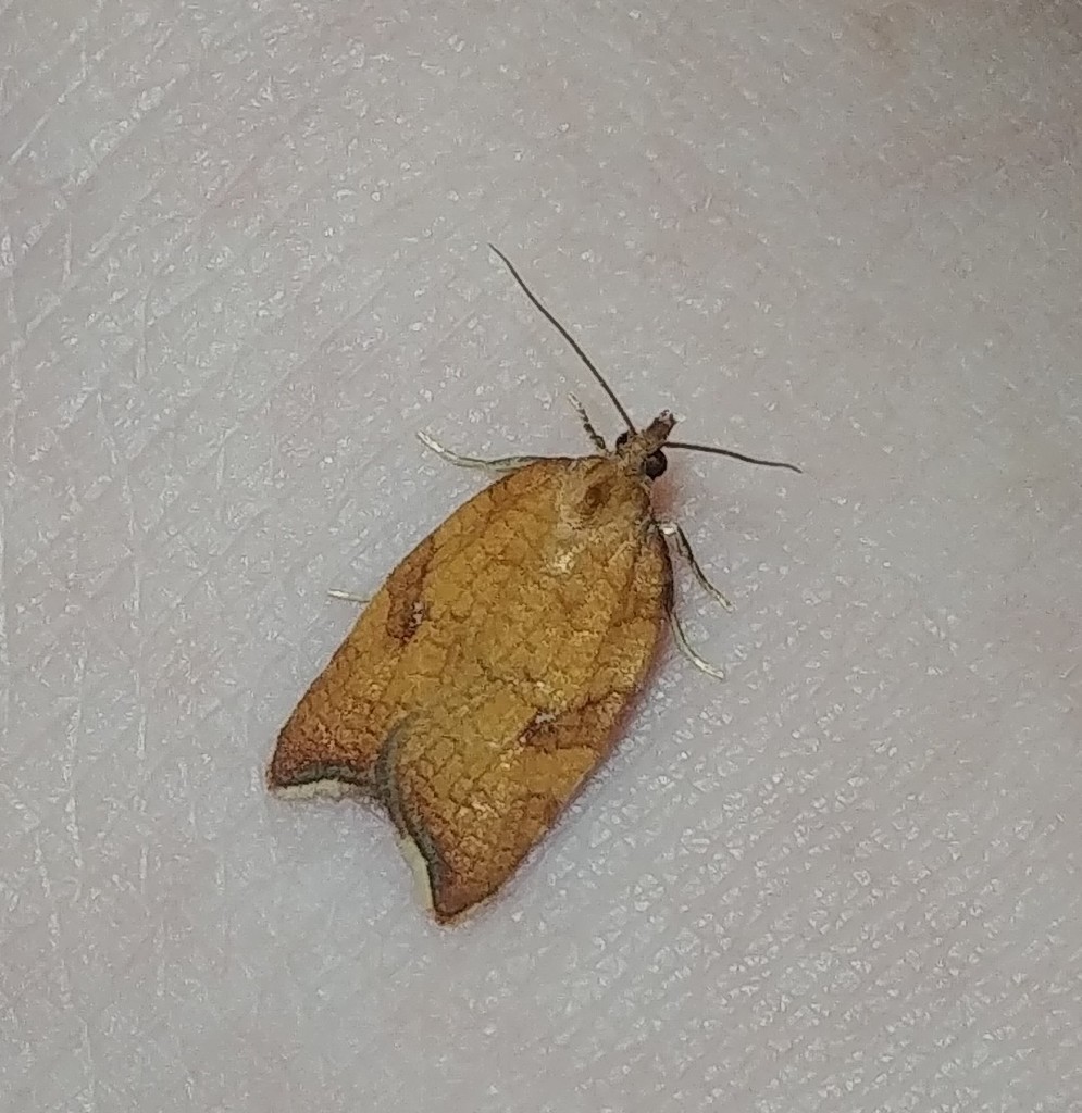 Rhomboid Tortrix