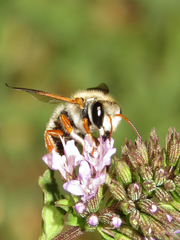 Anthidium chilense