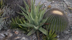 Agave asperrima