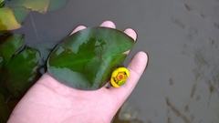 Nuphar microphylla