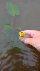 Nuphar microphylla