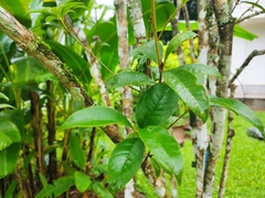 Osmanthus
