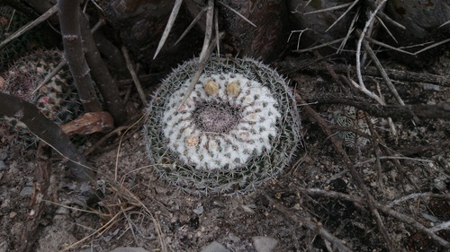 Mammillaria formosa
