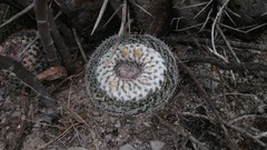 Mammillaria chionocephala