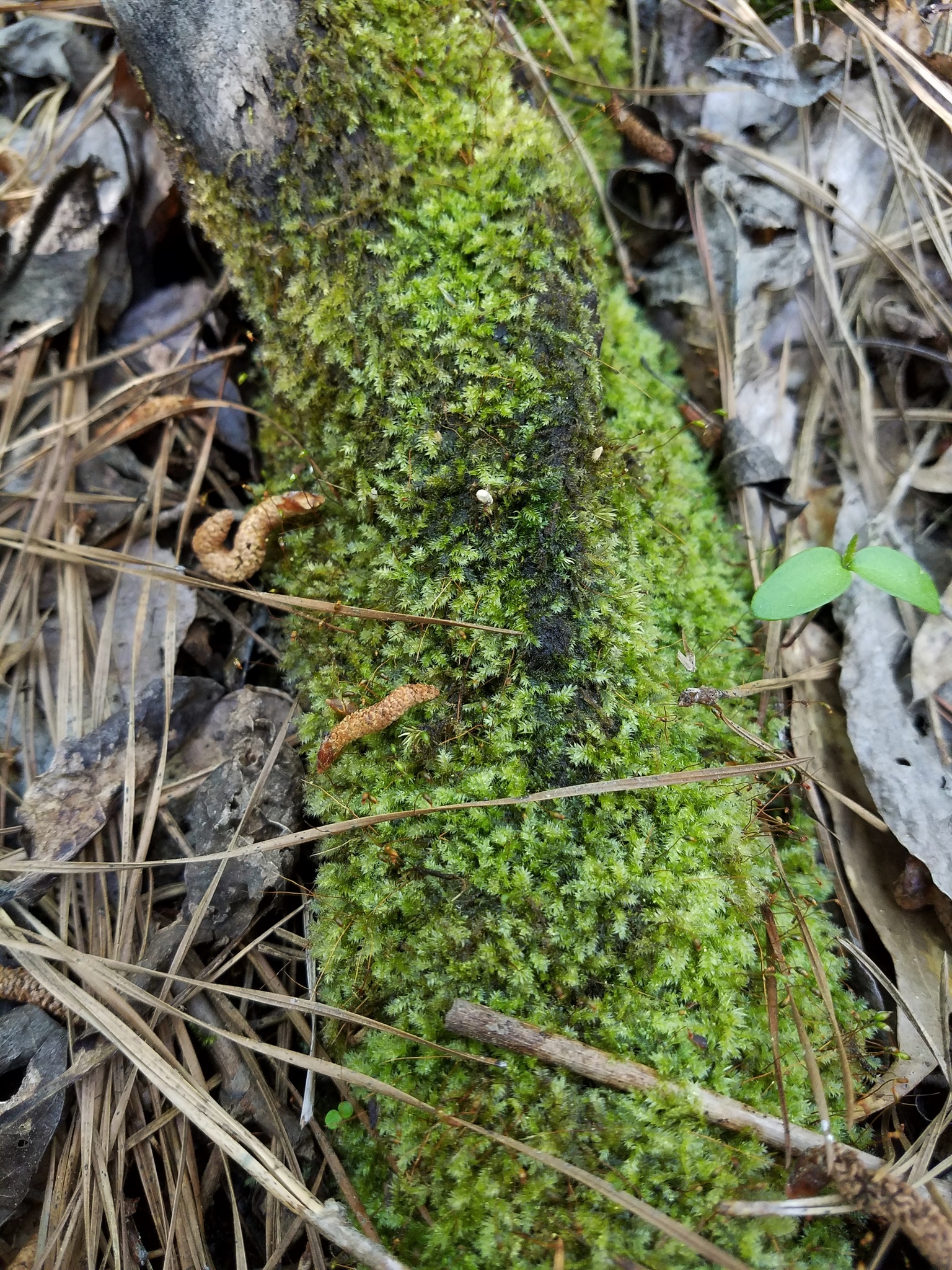Isopterygium