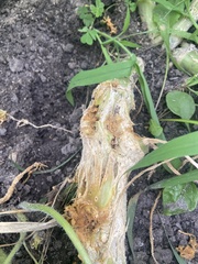 Eichlinia cucurbitae