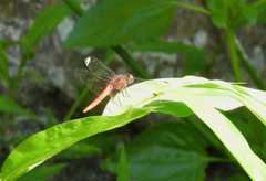 Orthetrum chrysis