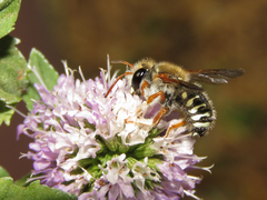 Anthidium chilense