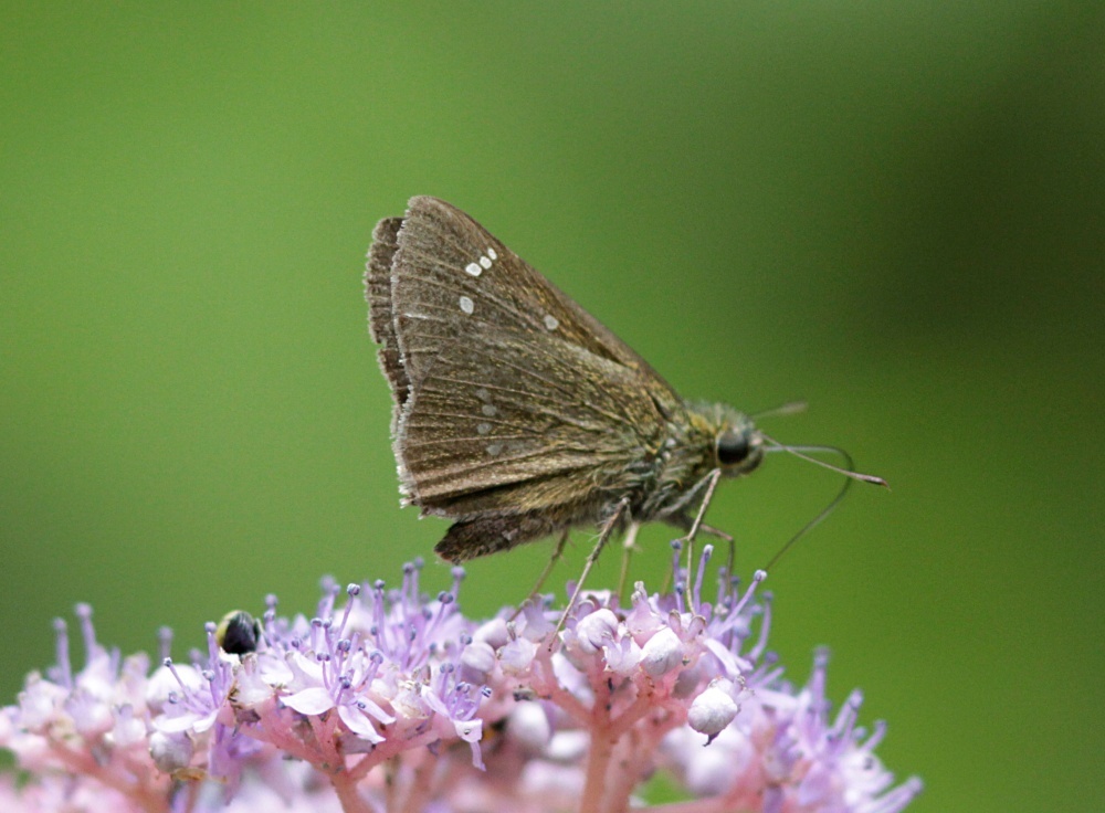 Polytremis nascens