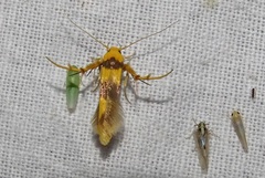 Stathmopoda fusciumeraris