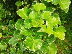 Polyscias balfouriana marginata