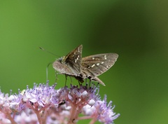 Polytremis nascens