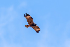 Hamirostra melanosternon